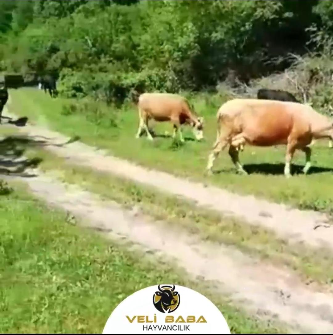 Veli Baba Çiftliği 